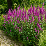 Vrbica vŕbolistá (Lythrum salicaria) – výška 10–15 cm, kont. C2L